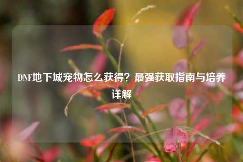 DNF地下城宠物怎么获得？最强获取指南与培养详解