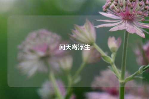 问天寄浮生